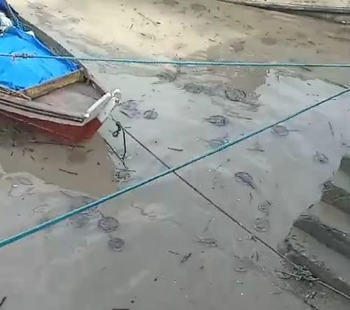 Checamos: Caso de centenas de arraias em orla não foi em Macapá