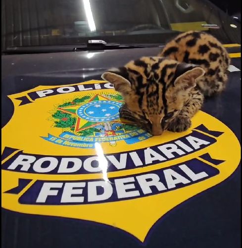 Porto Grande: Filhote de gato-maracajá é encontrado debilitado e resgatado