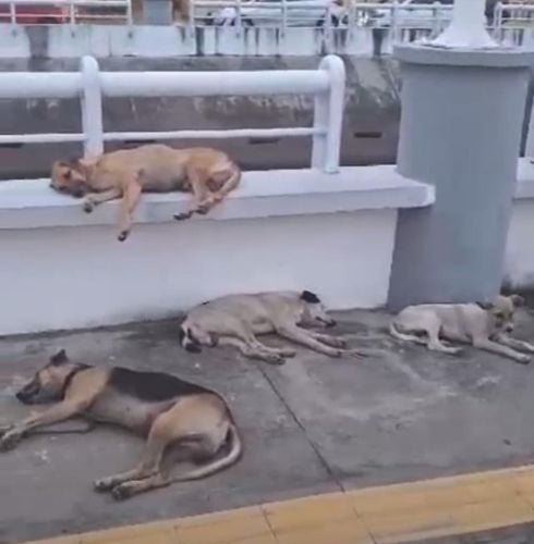 Macapá: Cães tiram soneca coletiva no Canal da Mendonça Junior