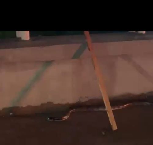 Filhote de sucuri aparece em calçada da orla de Macapá