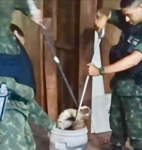 Macapá: jiboia invade casa e é resgatada pelo Batalhão Ambiental