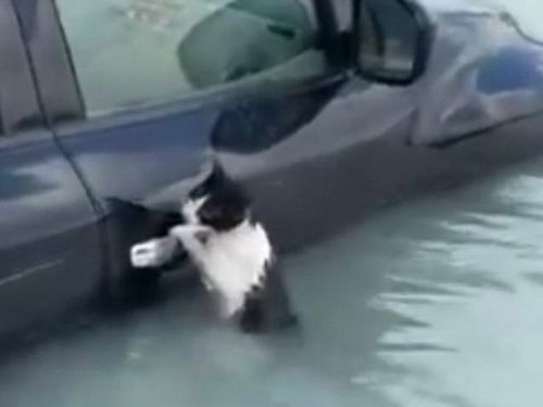 Gato se agarra à porta de carro durante enchente em Dubai