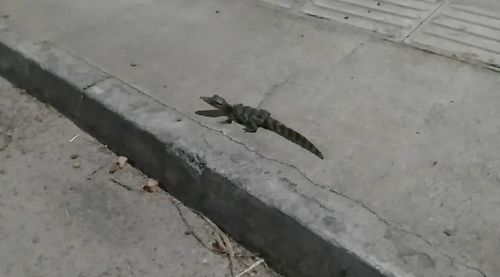 Macapá: filhote de jacaré é encontrado em Via Expressa da Zona norte