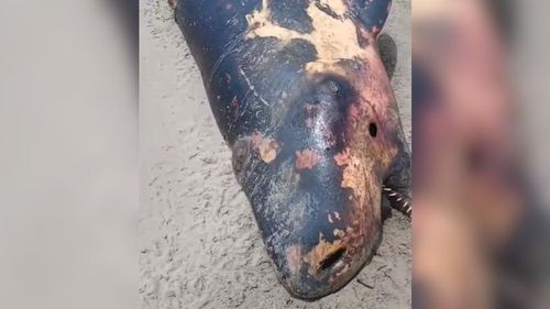 Goiabal: Em menos de 15 dias, corpos de golfinho e  baleia são encontrados na praia. O que está acontecendo?