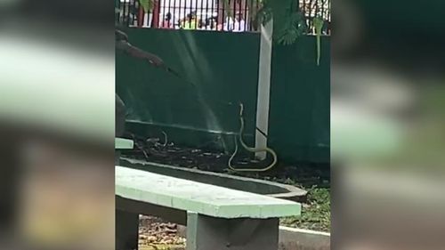 Olha a cobra! Bombeiros tentam capturar serpente em escola do Centro de Macapá