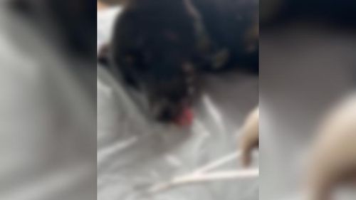 Na Amazônia é assim! Doguinho recebe atendimento veterinário após encontro com porco espinho