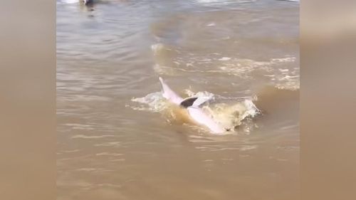 Dança dos botinhos: Tucuxis fazem acrobacias e encantam com espetáculo no rio 
