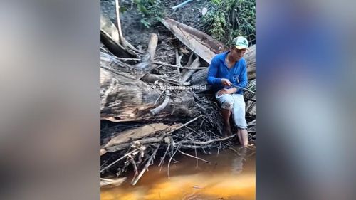 Distraído? Pescador não percebe serpente gigante camuflada em árvore 