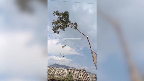 Ousado: Ribeirinho impressiona ao podar árvore gigantesca