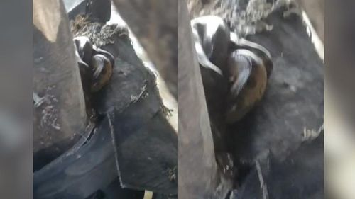 Surpresa a bordo! Sucuri pega carona em balsa rumo à Macapá