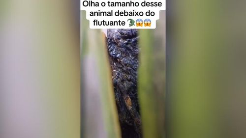 Descanso merecido? Jacaré tira cochilo no rio e homem registra cena