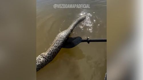 Imensa! Cobra gigante é encontrada morta em rio e assusta pelo tamanho 