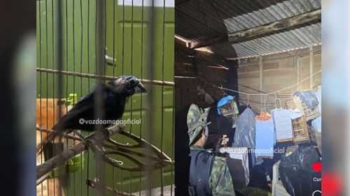 Crueldade: Homem é preso por manter pássaros em cativeiro, sem água e sem comida, no AP