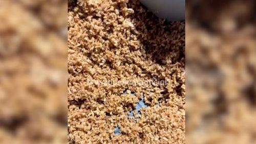 Coco ou tapuru? O dia em que o brigadeiro da Ju parecia ter tapuru!