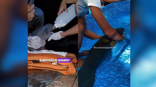 Socorro animal: Filhote de Peixe-boi separado da mãe é resgatado por ribeirinhos 