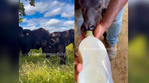Rotina na roça: Fazendeiro compartilha dia a dia no campo e amizade com animais