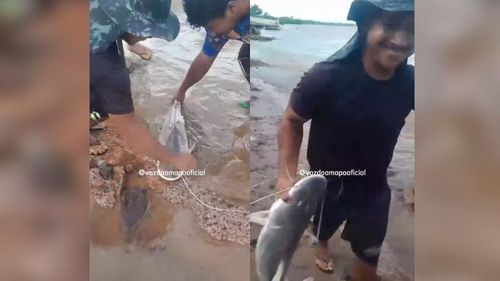 Maré de sorte: Pescador fisga "filhote" gigante na orla de Macapá