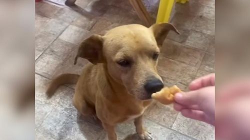 Eca, tô fora: Caramelo recusa lanche e garante boas gargalhadas 