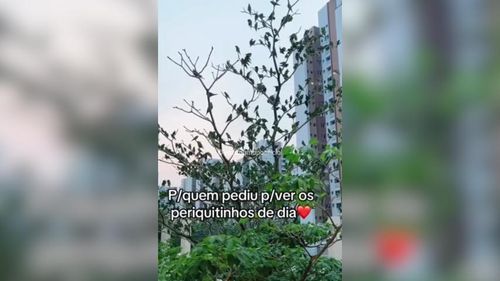 Folha com asas? Periquitos brincam de se esconder em árvore