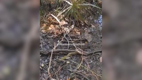 Que susto! Morador do Zerão encontra sucuri enrolada no motor do carro