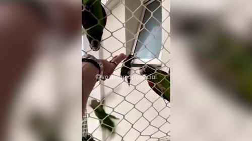 Banquete na janela: Papagaio aprova lanchinho e convida turma para curtir a resenha