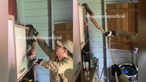 Olha a cobra! Jiboia "braba" invade sala de casa e bota família pra correr