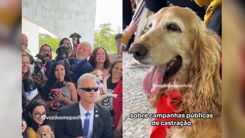 Sinpatinhas: Pets tem direito a RG animal. Saiba como funciona!