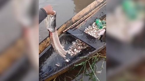 Pequenas e perigosas: Piranhas filhotes fazem a 'farra' com peixão na Amazônia