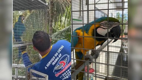 Maus-tratos: Arara que teve asas cortadas é resgatada de residência, em Macapá