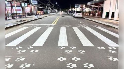 Patinhas na pista! Primeira ‘faixa pet’ do Norte do Brasil é inaugurada, em Macapá