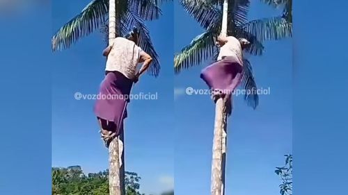Açaizeira raiz: Irmã Ana mostra como se sobe em açaizeiro de verdade!