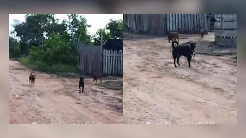 Porto Grande: cachorros bravos impedem passagem e assustam moradores