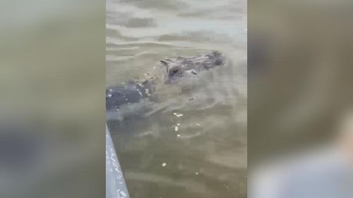 Só de boa: Jacaré é visto relaxando no Rio Amazonas, em Santana