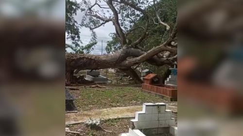Perigo: Árvore cai sobre túmulos de cemitério, em Macapá