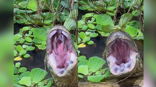 Sucuri entediada? Parece sono, mas é outra história! Entenda o ‘bocejo fake’!