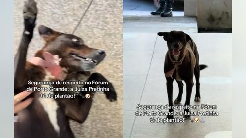 A alegria do fórum: No AP, juíza de quatro patinhas não perde uma audiência