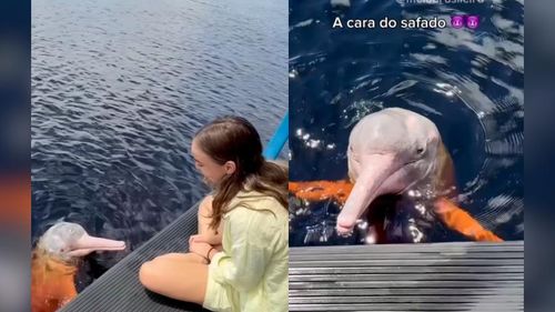 Foi o boto? Casal de influenciadores brinca com 'gravidez misteriosa' e recria lenda amazônica