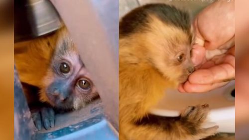 Fofura: Veterinário resgata macaquinho na estrada