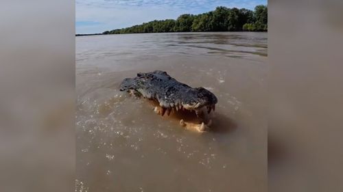 Deu medo: Calma, o jacaré gigante do Rio Amazonas não é real!