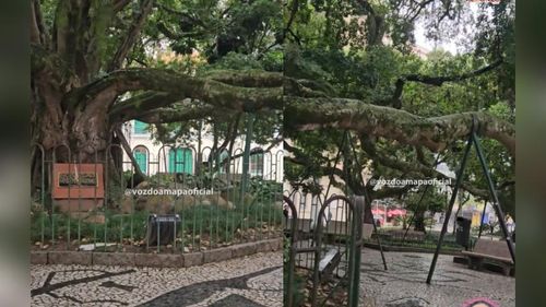 Nortista no sul? Árvore dos desejos 'desenrola amor' para encalhados