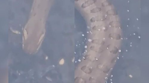 Olha a cobra: Sucuri gigante surpreende ao circular no meio da cidade, na Amazônia