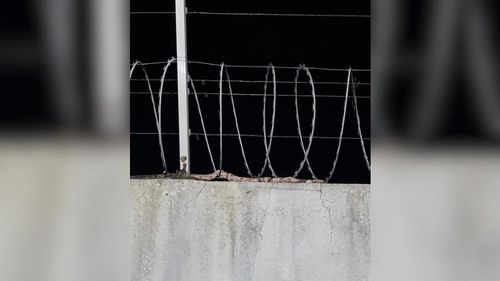 Visita reptiliana: Moradora de Macapá fica cara a cara com jiboia no quintal de casa