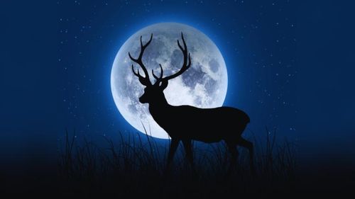 Lua de Veado: Fenômeno aparece no céu do nesta quinta, 10. Veja como observar