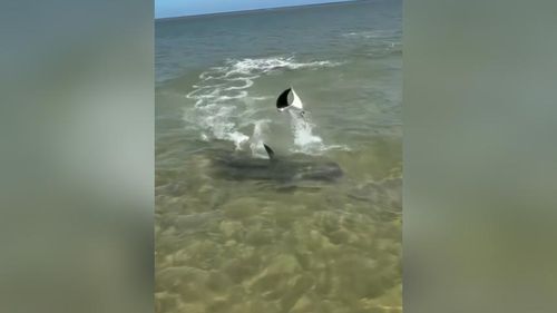 Lei da sobrevivência: Arraia ‘voadora’ dá ‘baile’ e tubarão fica sem lanche