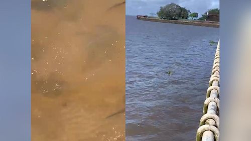 ’Tá minado, papai!’: Rio Amazonas é tomado por arraias, na orla de Macapá
