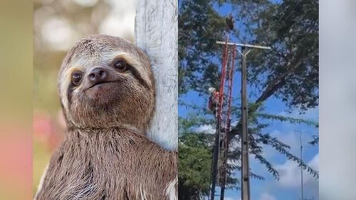 Final feliz: Preguiça presa em fios elétricos é resgatada com sucesso no Amapá