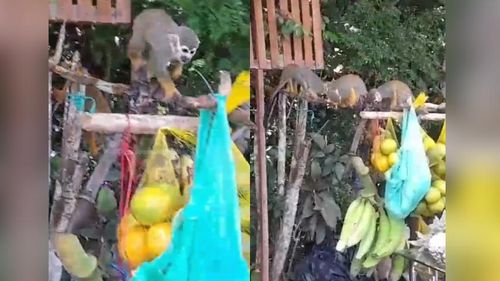 Hora do lanche: Macacos famintos surpreendem feirante, em Macapá