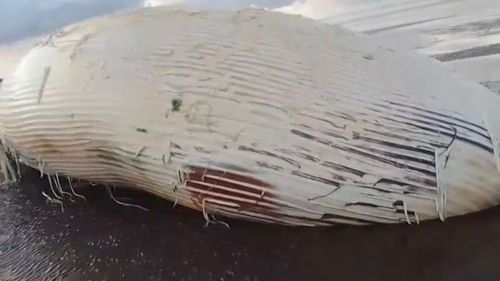 Mistério no rio: Baleia é encontrada sem vida em praia da Amazônia