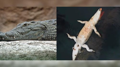 Natureza implacável: Crocodilo carrega companheiro sem vida. Despedida ou banquete?