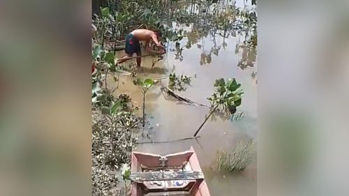 Traiçoeiro: Jacaré se camufla na beira do rio para 'abocanhar' ribeirinhos